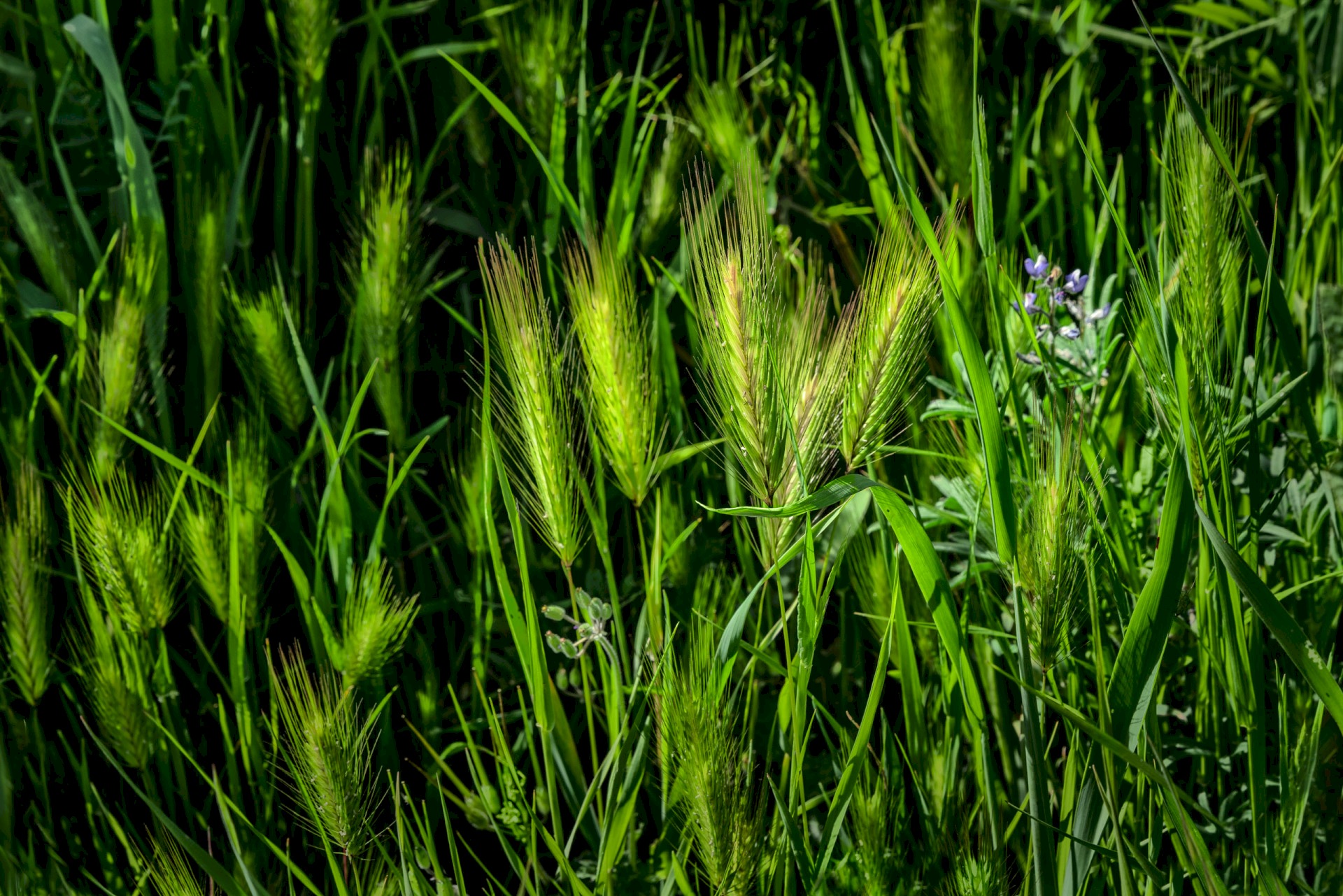 Briones Wheat Grass - Briones Regional Park EBPRD