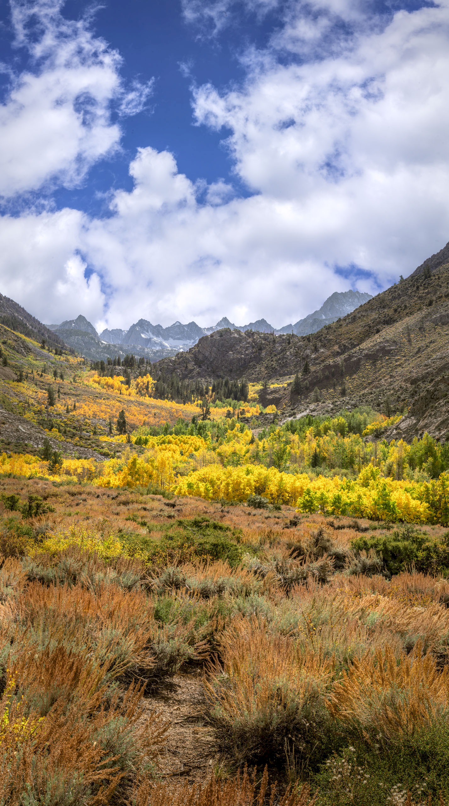 Upper Bishop Canyon Fall Colors - Bishop Canyon - Into National Forest