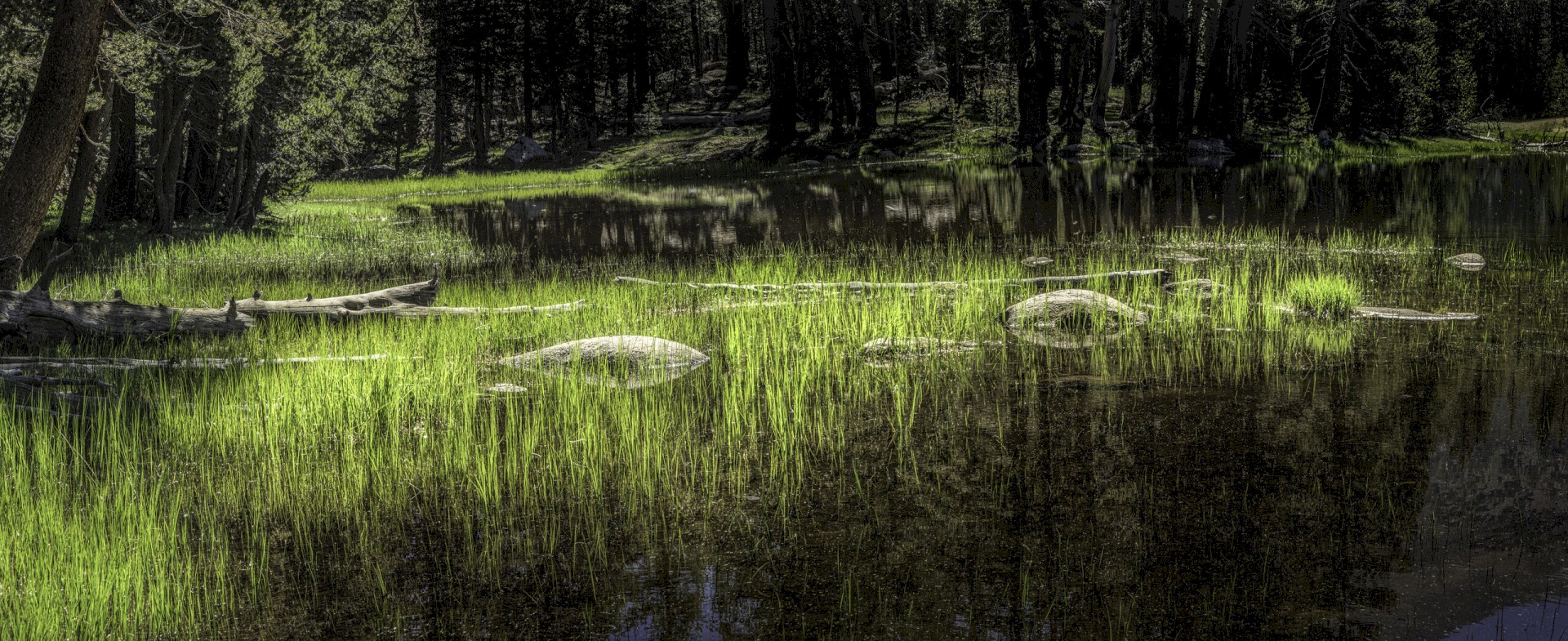 Mosquito-Lake-Grass_1907_0751-0754