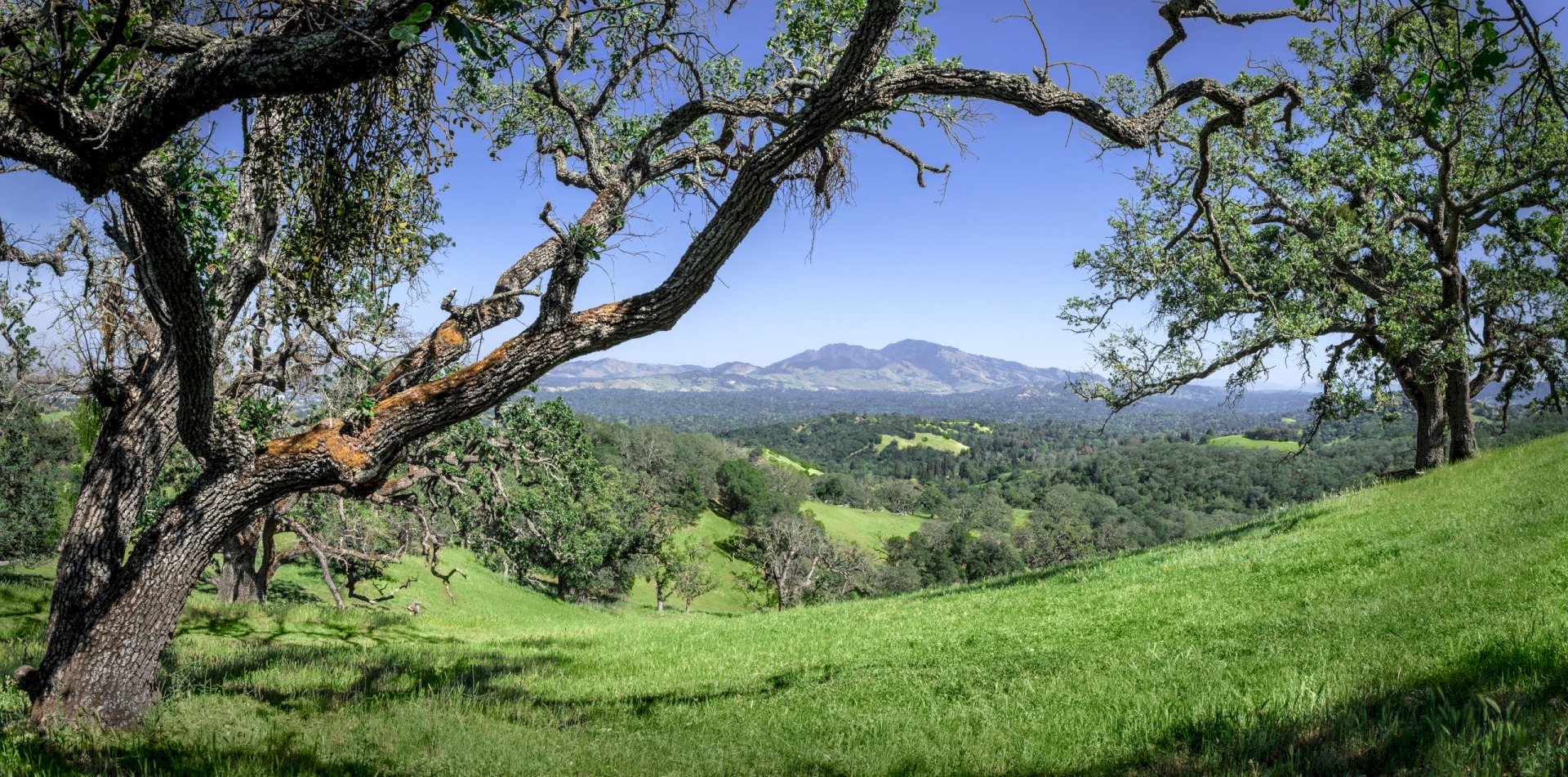Mt Diablo with Oak Surround... - Briones Regional Park - EBPRD