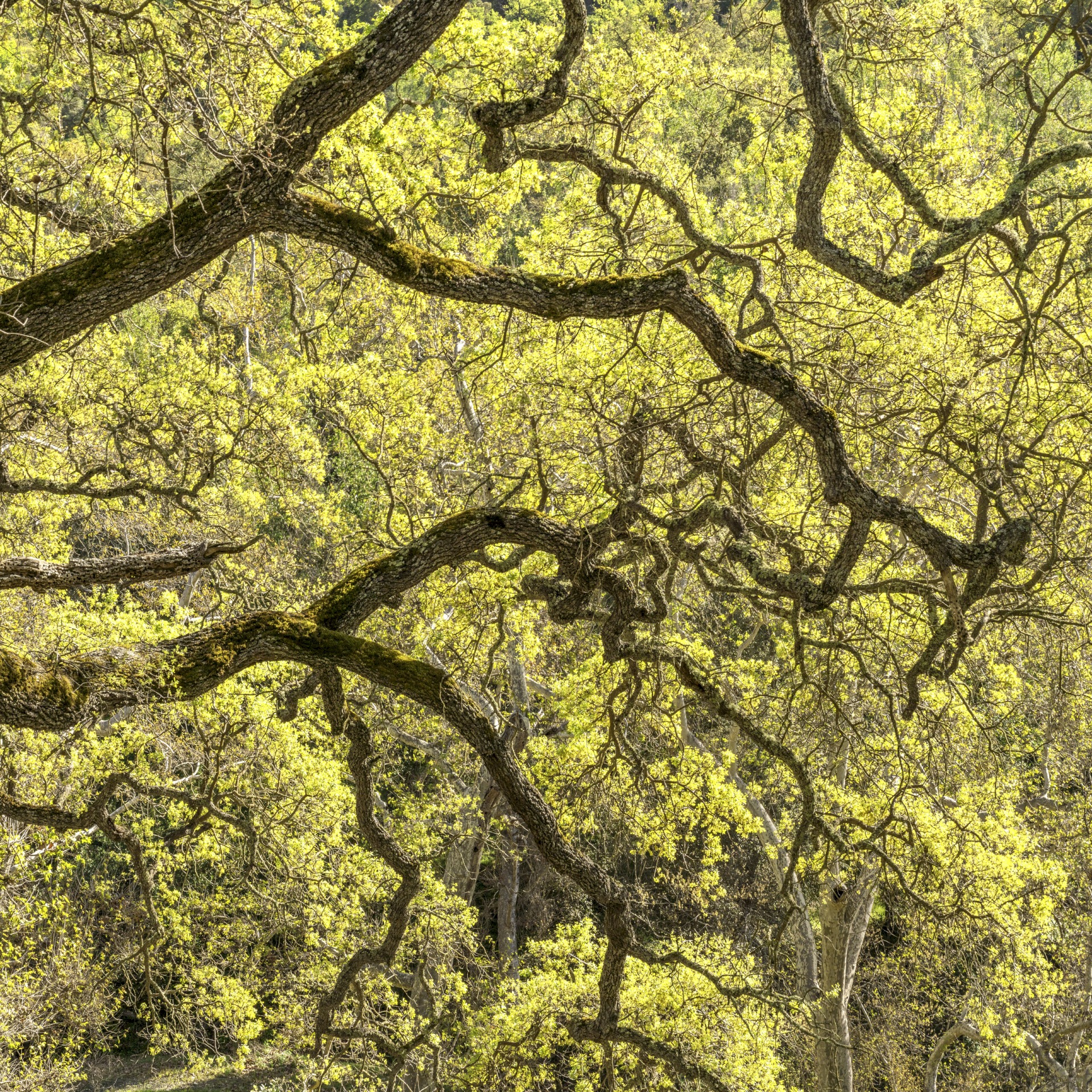 Yellow Oak Logic - Sunol Regional Wilderness - EBPRD