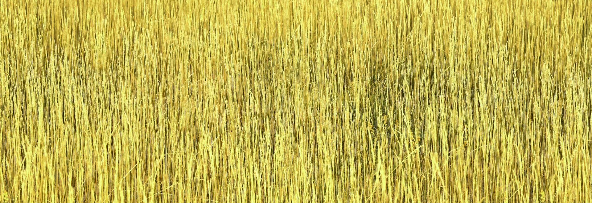 Marsh-Grass_0810_6234-6439