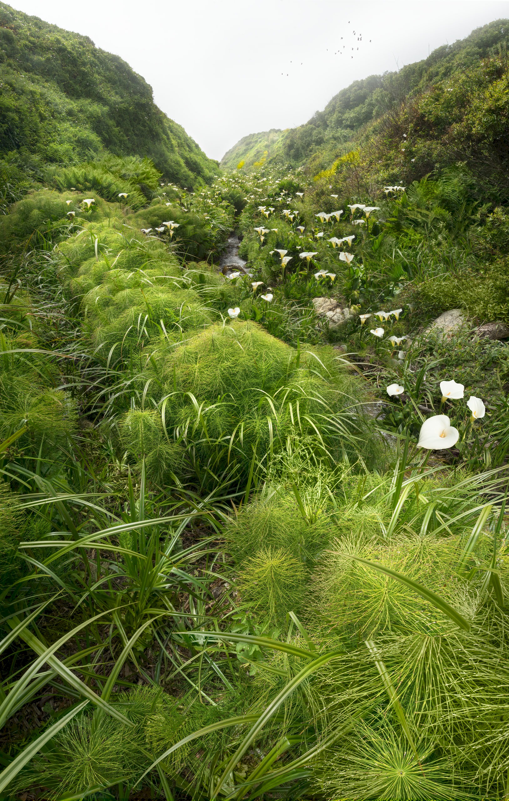 Calla Lily Creek - Everyone's favorite spot...