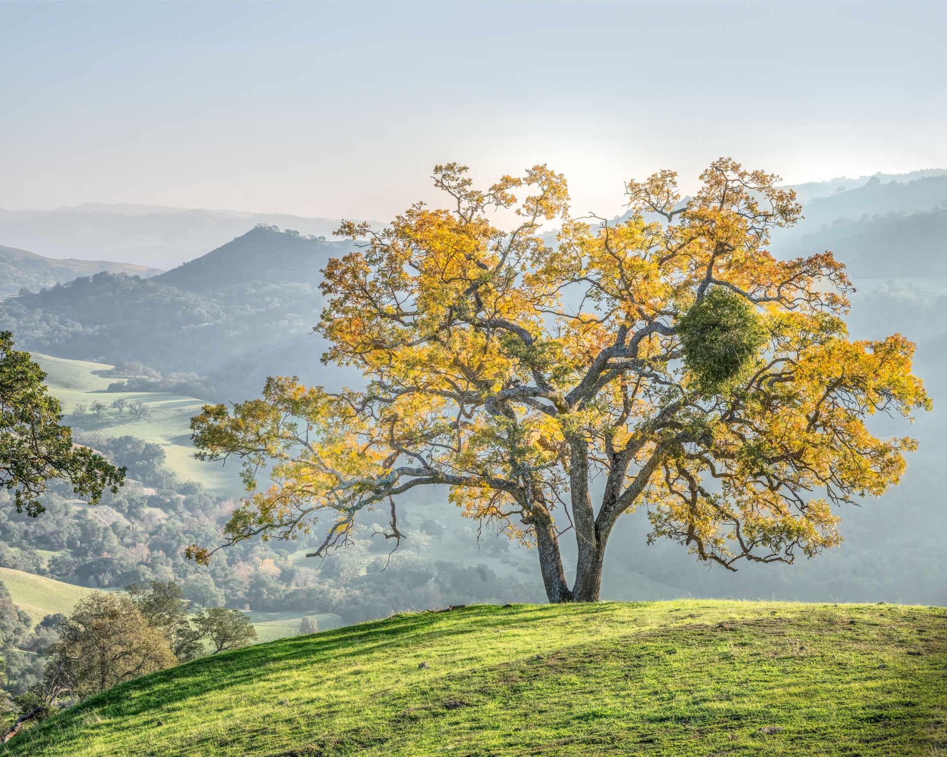 Transilluminated Oak with Mistletoe - Sunol Regional Wilderness - EBPRD