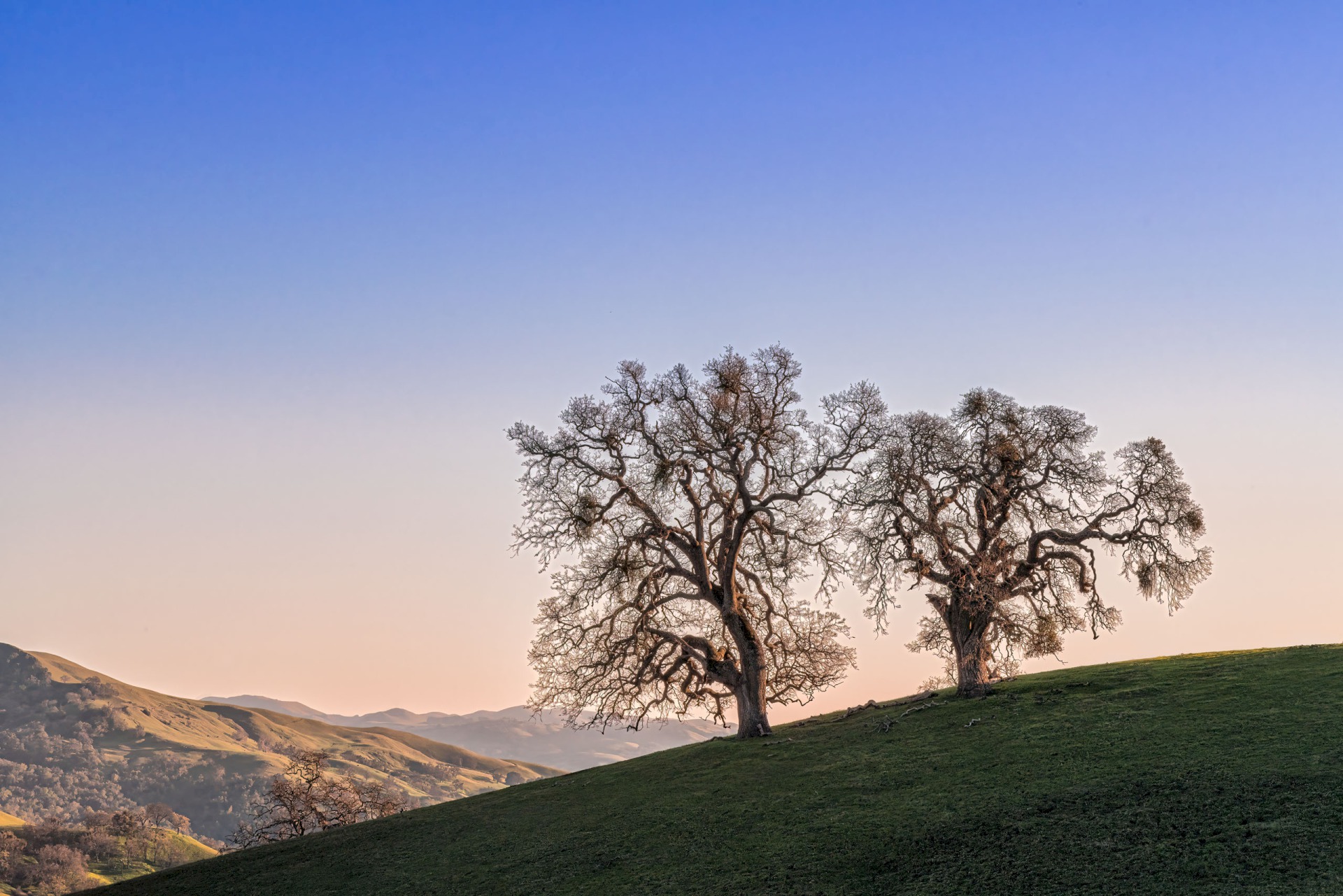Old Friends II - Sunol Regional Wilderness - EBPRD