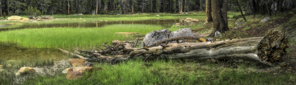 Tuolumne Mosquito Lake with Log - Yosemite - Tuolumne High Country