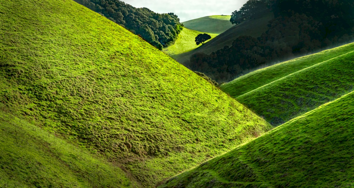Vargas Plateau Oak - Vargas Plateau Regional Park - EBPRD