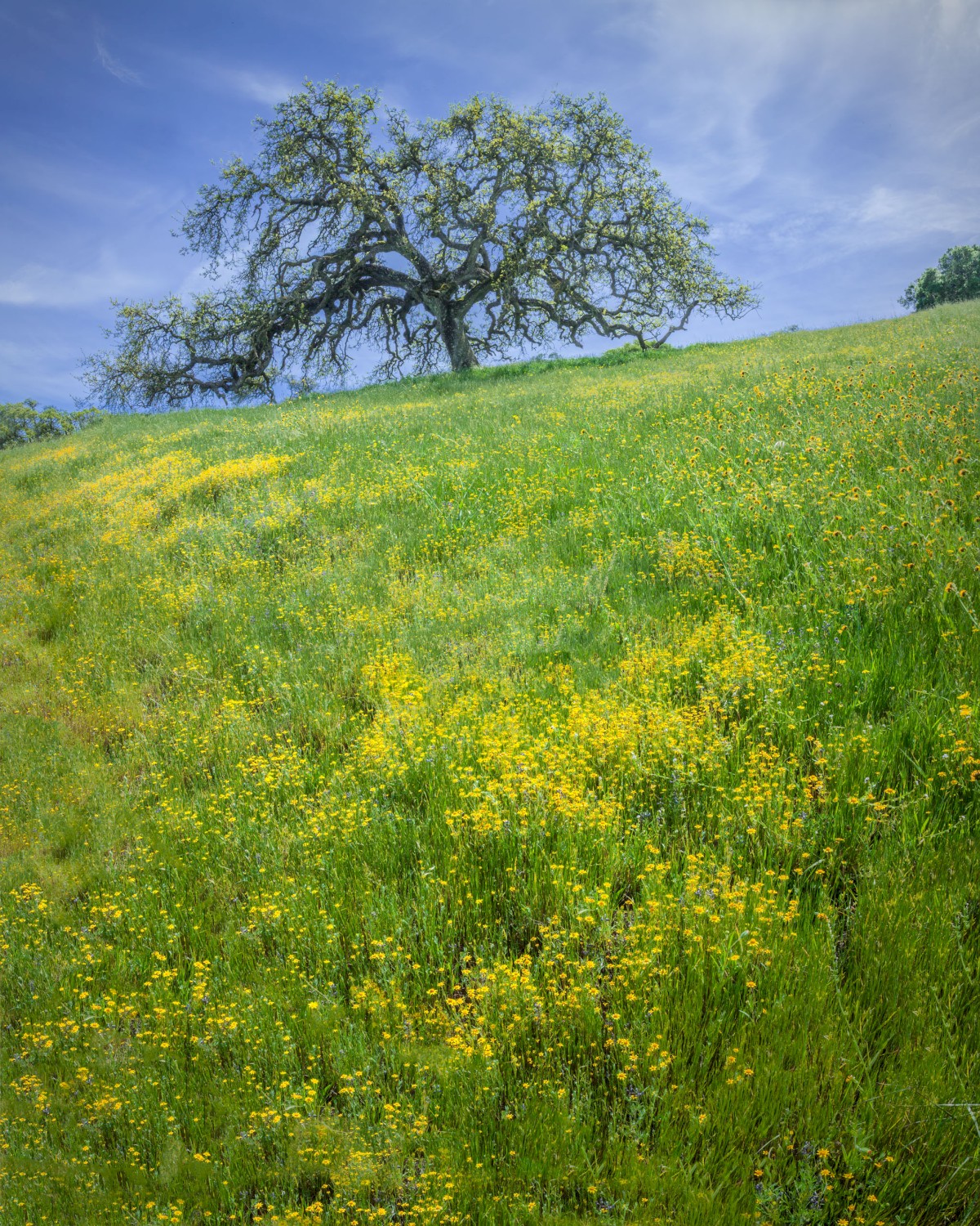 Budding Oak and Mustard - Pacheco State Park