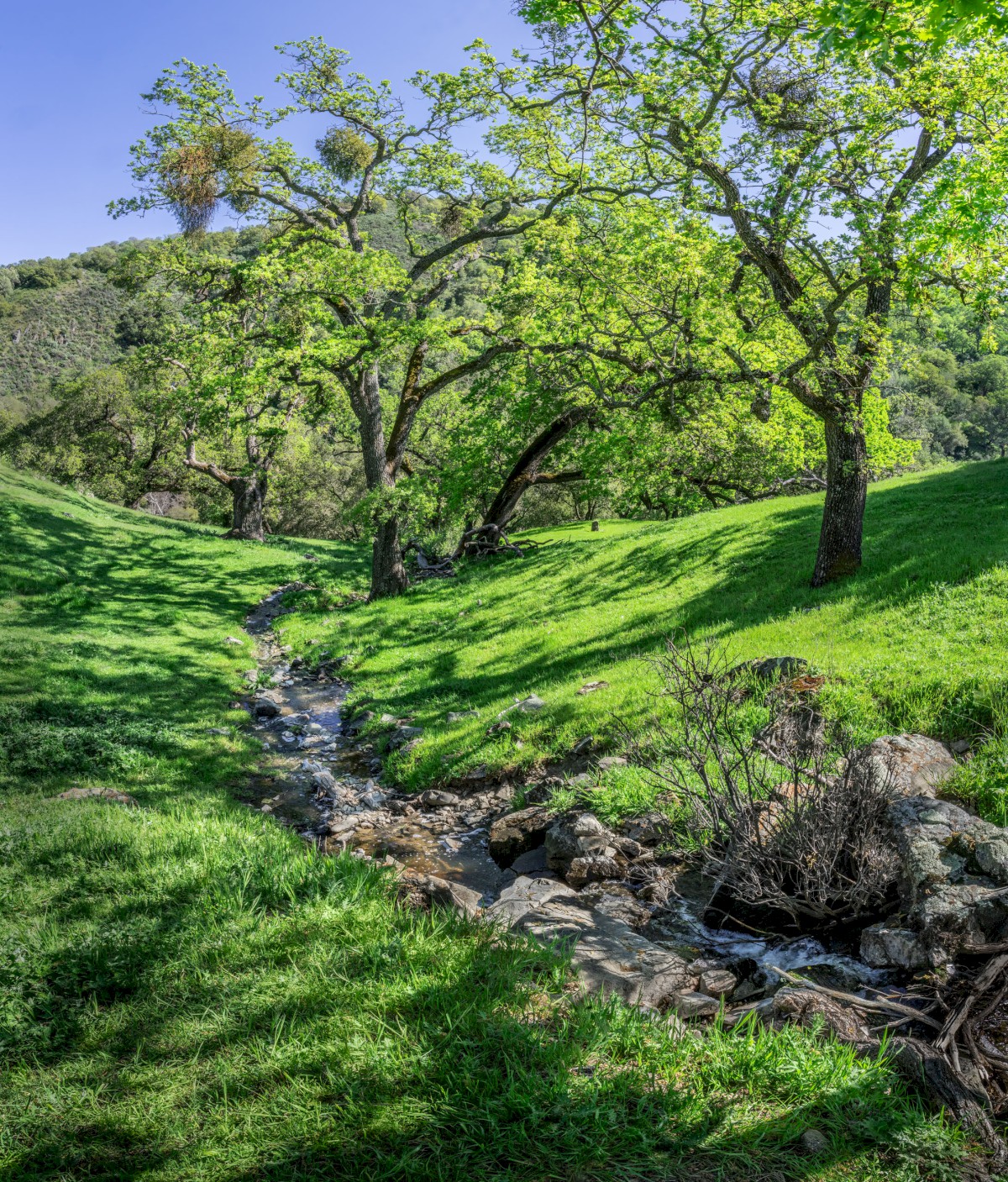 Canyon View Watercourse - Sunol Regional Wilderness - EBPRD
