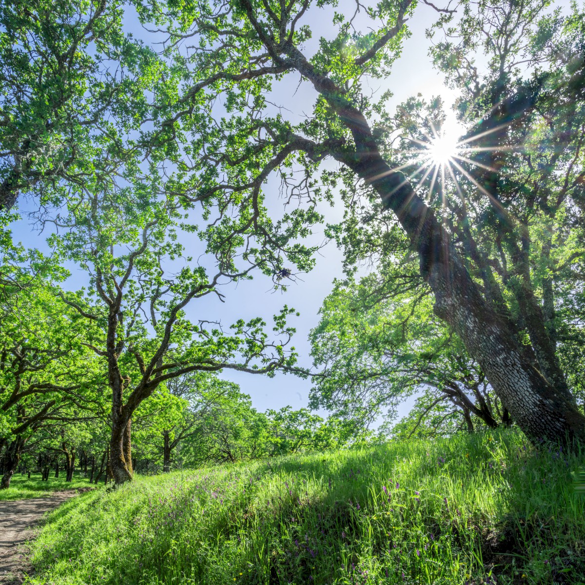 Morgan Territories Sunstar - Morgan Territories Regional Park - EBPRD
