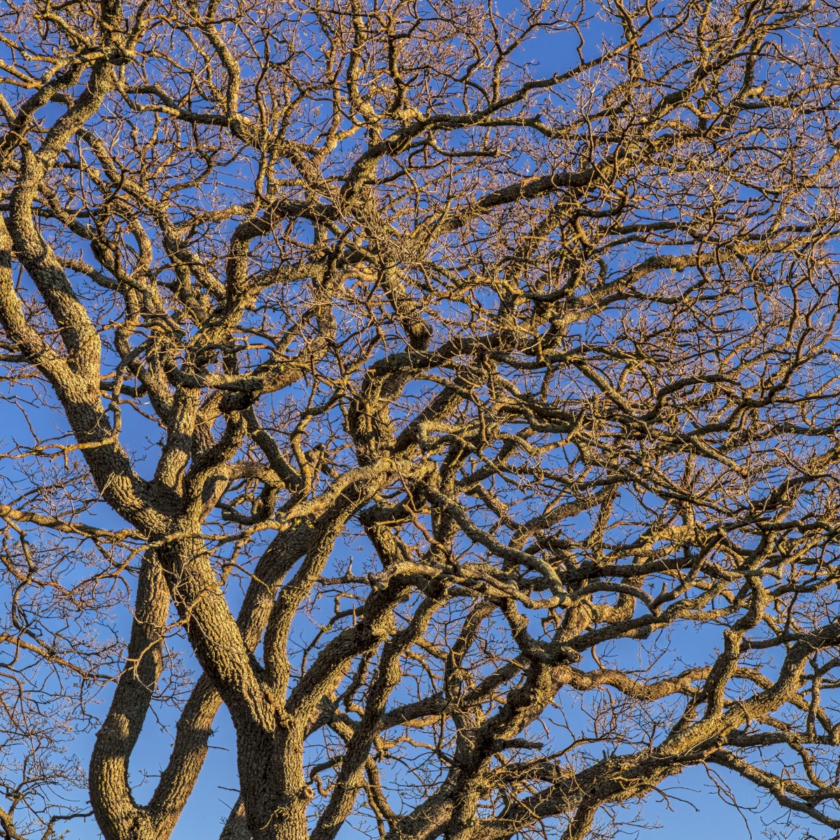 Oak Pattern with Sky - Sunol Regional Wilderness - EBPRD