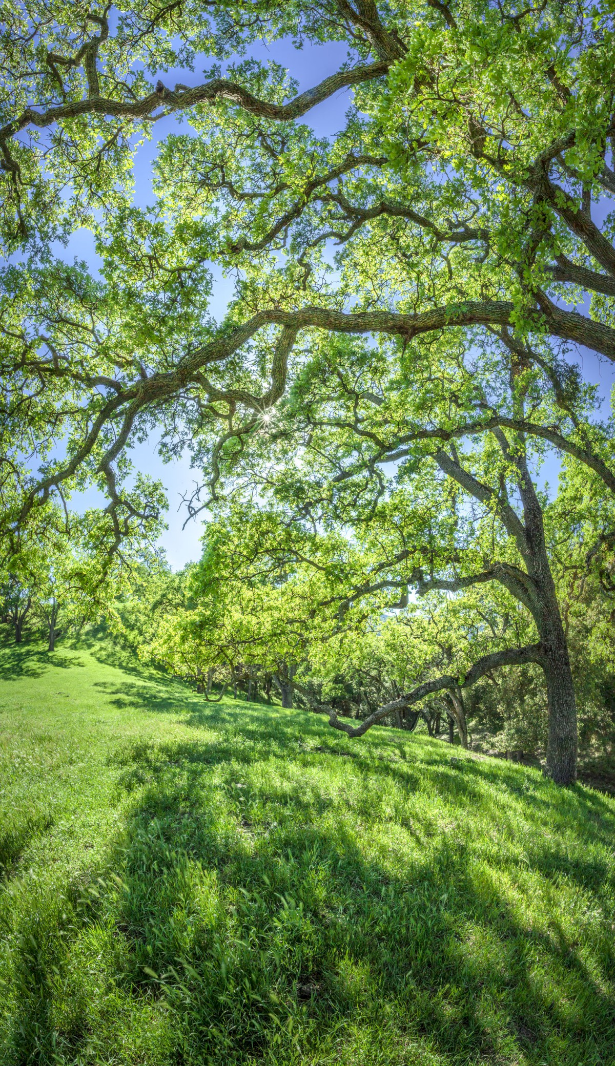 Transilluminated Oaks - Sunol Regional Wilderness - EBPRD