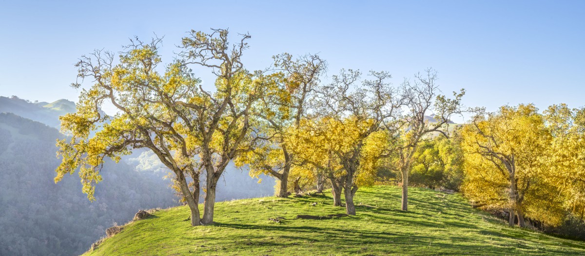 Yellow Oaks on Cliff Top - Sunol Regional Wilderness - EBPRD