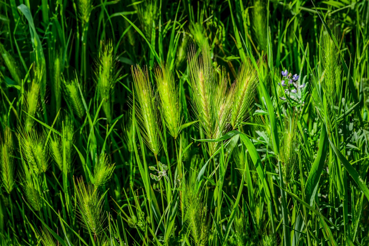 Wheat Grass - Briones Regional Park - EBPRD