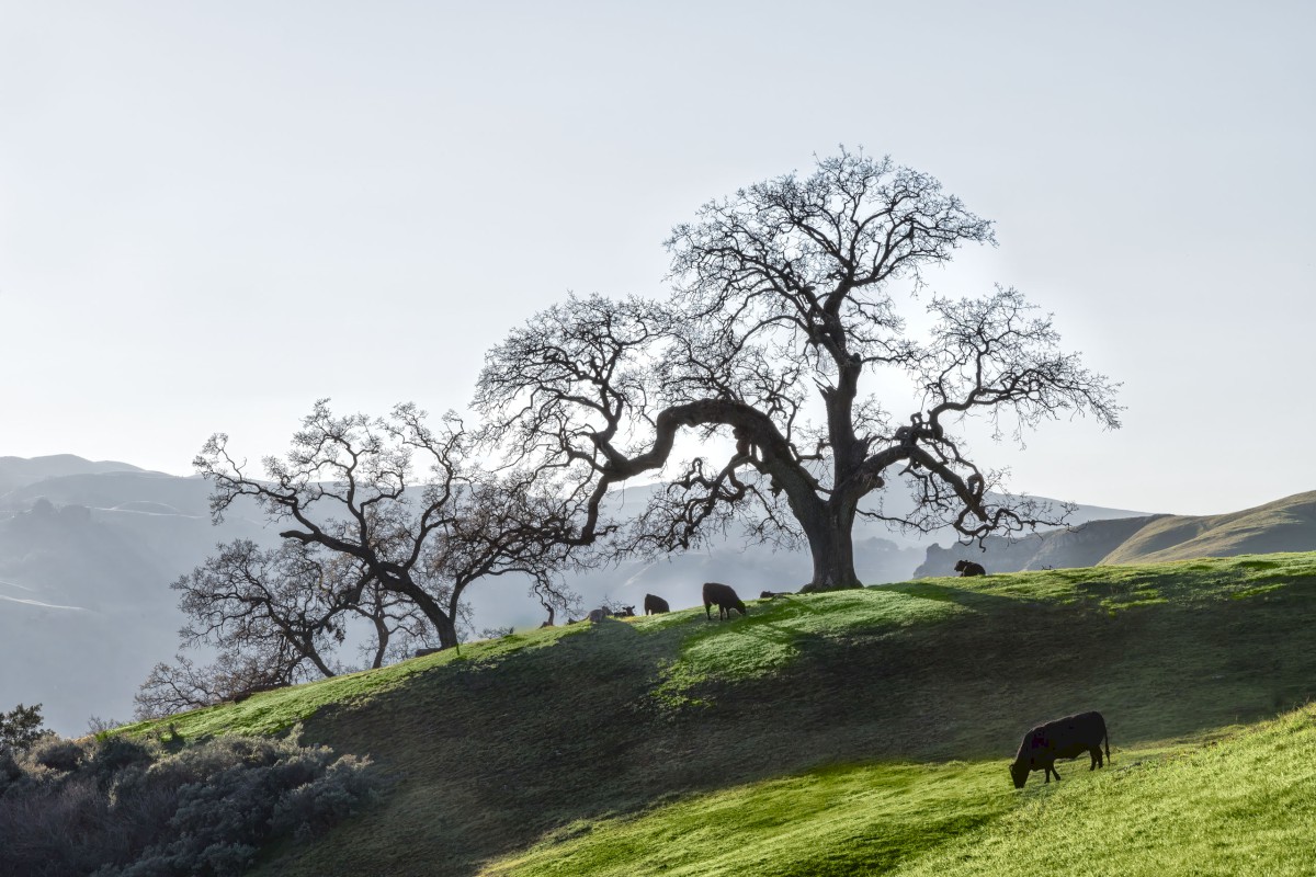 Oak and Cows - Sunol Regional Wilderness - EBPRD