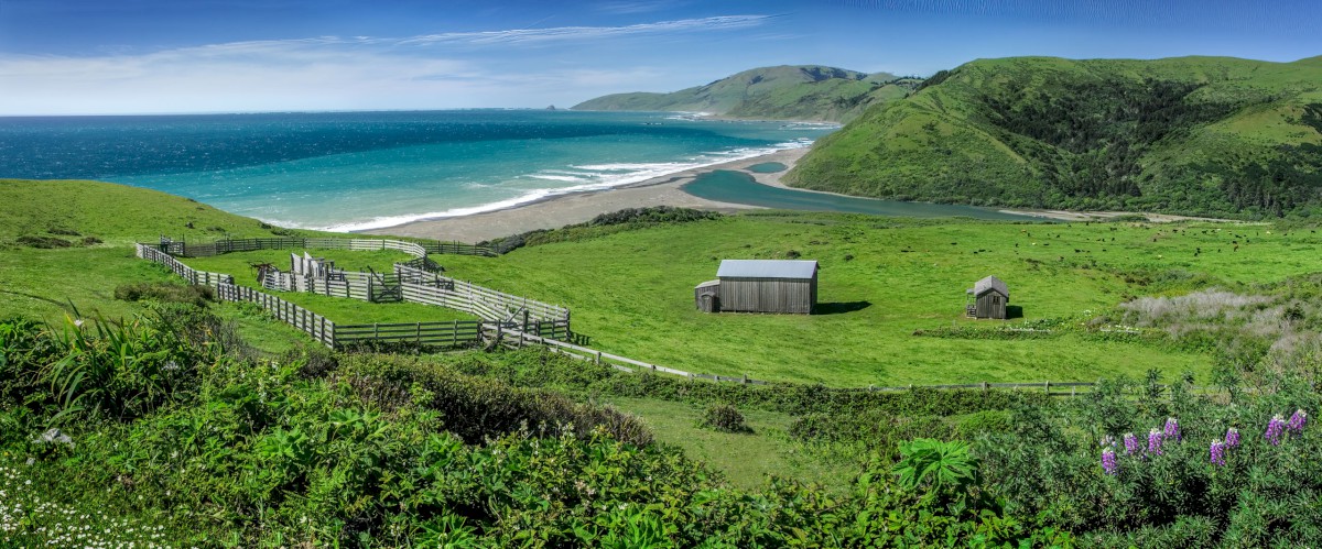 Lost Coast Cattle Station