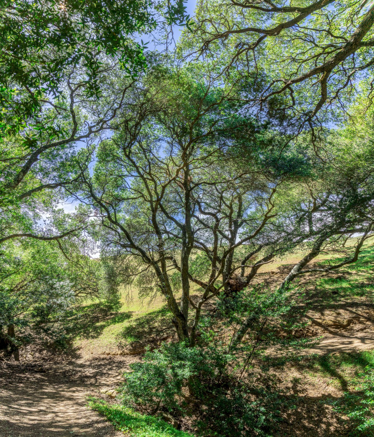 Sunny Path - Briones Regional Park - EBPRD
