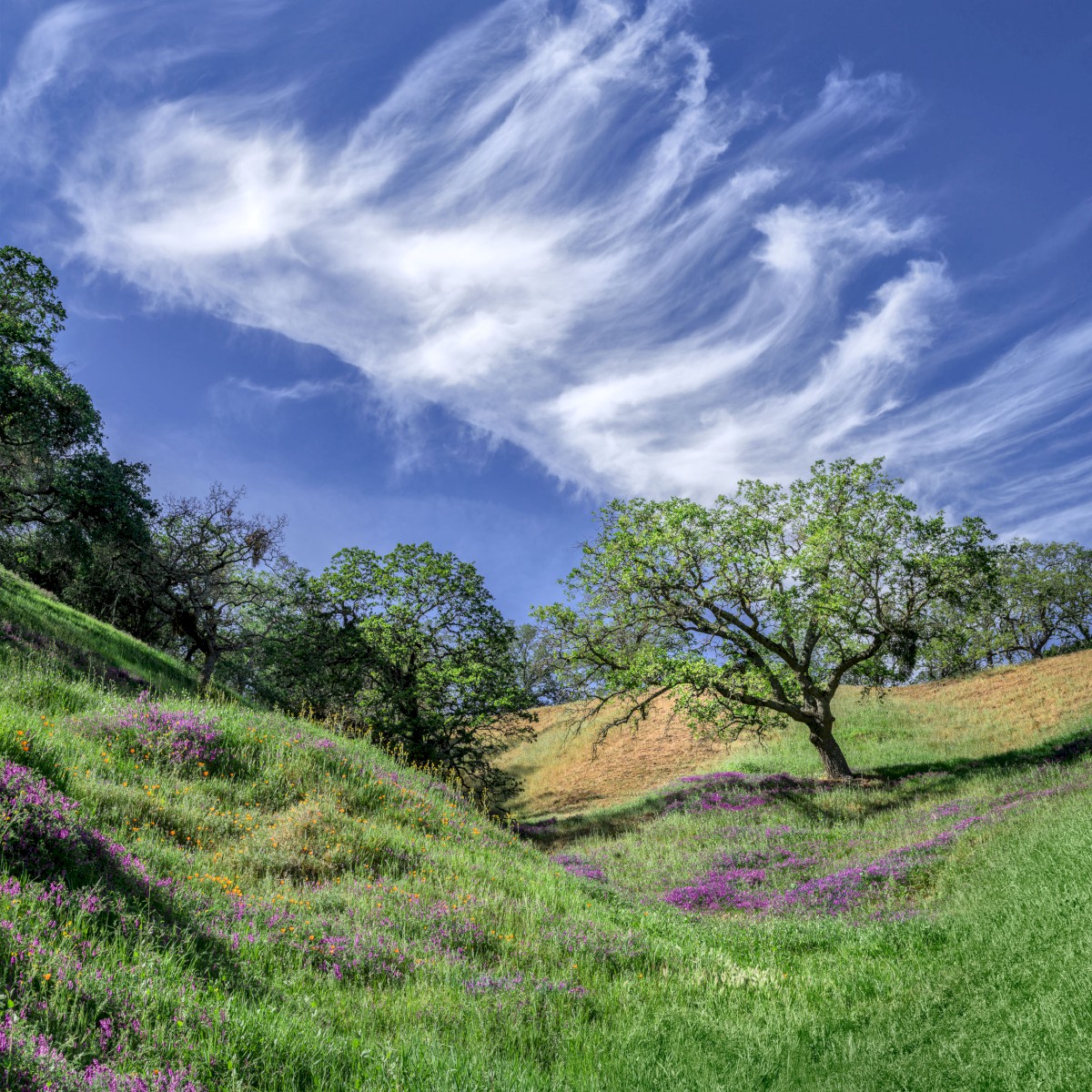 Oak with Wispy Cloud - Briones Regional Park - EBPRD
