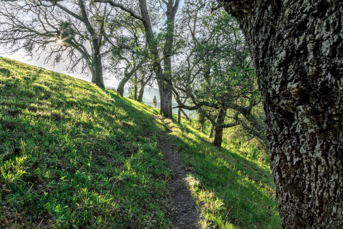 Canyon View Cow Trail with Hiker - Sunol Regional Wilderness - EBPRD