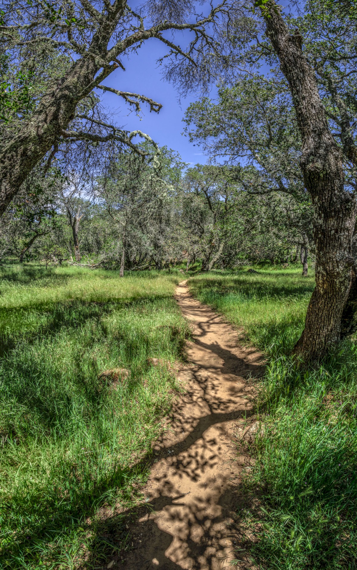 Morgan Territories trail... - Morgan Territories Regional Park - EBPRD