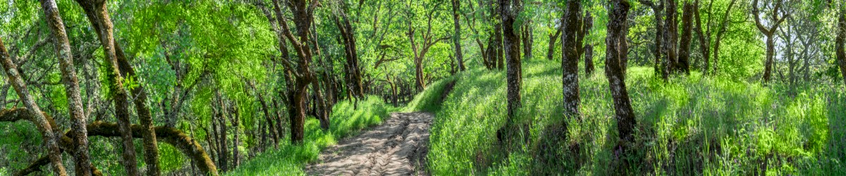 Briones Trail Panorama - Briones Regional Park EBPRD