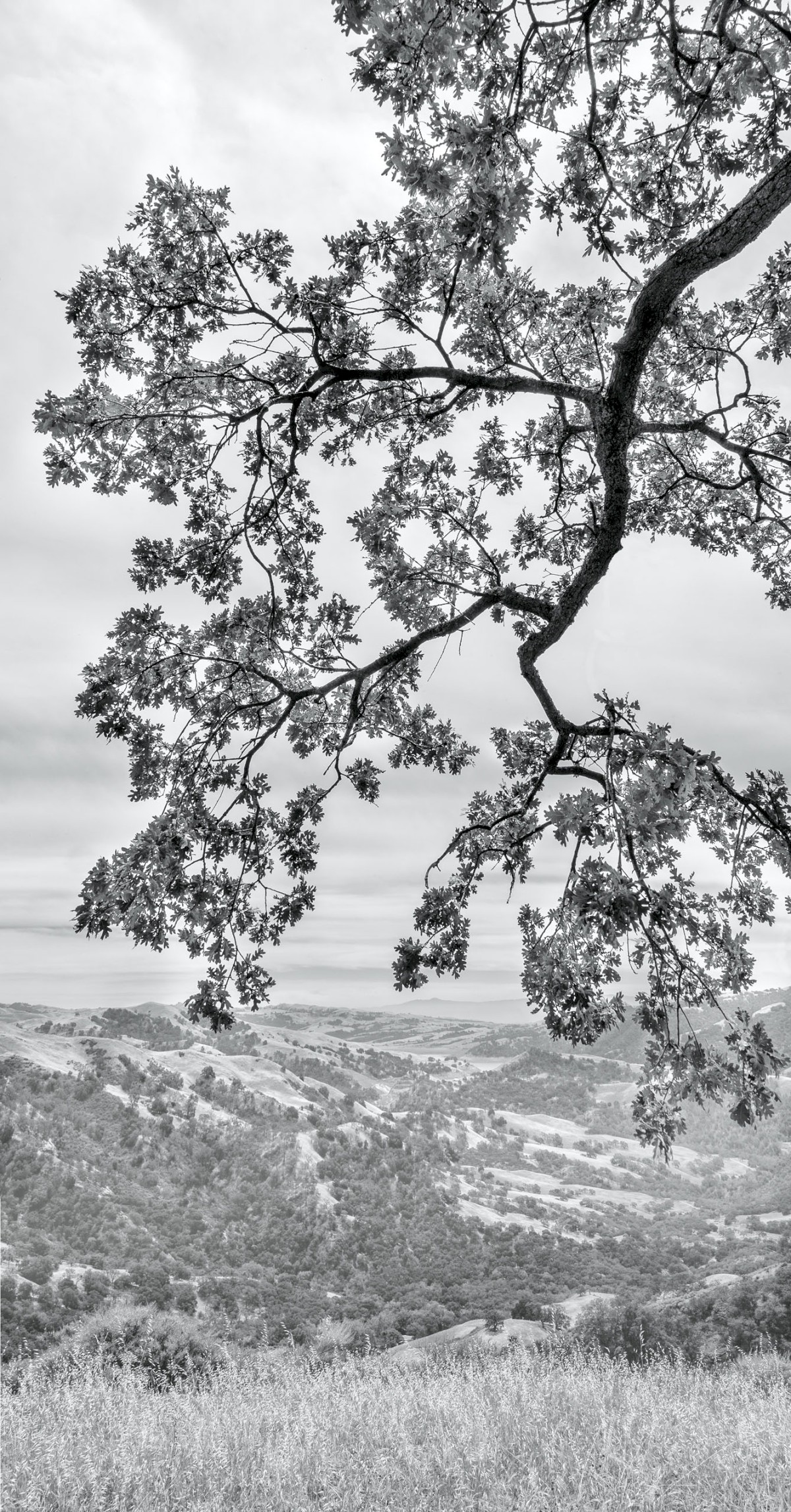 Sunol Highlands Vista - Sunol Regional Wilderness - EBPRD