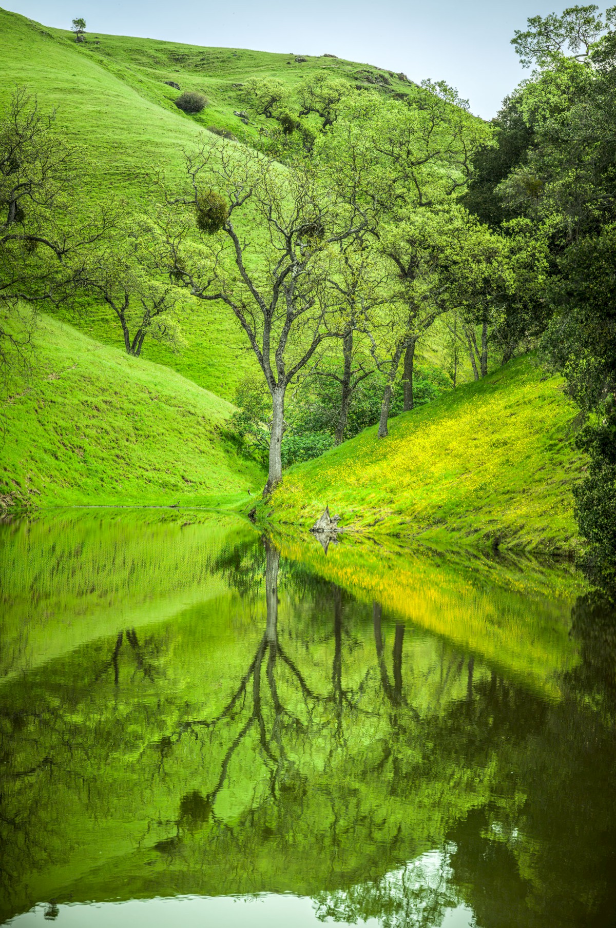 McCorkle Cow Pond - Sunol Regional Wilderness - EBPRD