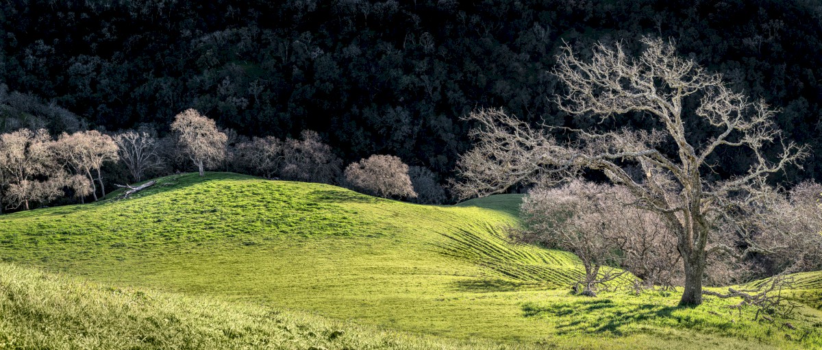 McGuire Backlit Oaks - Sunol Regional Wilderness - EBPRD