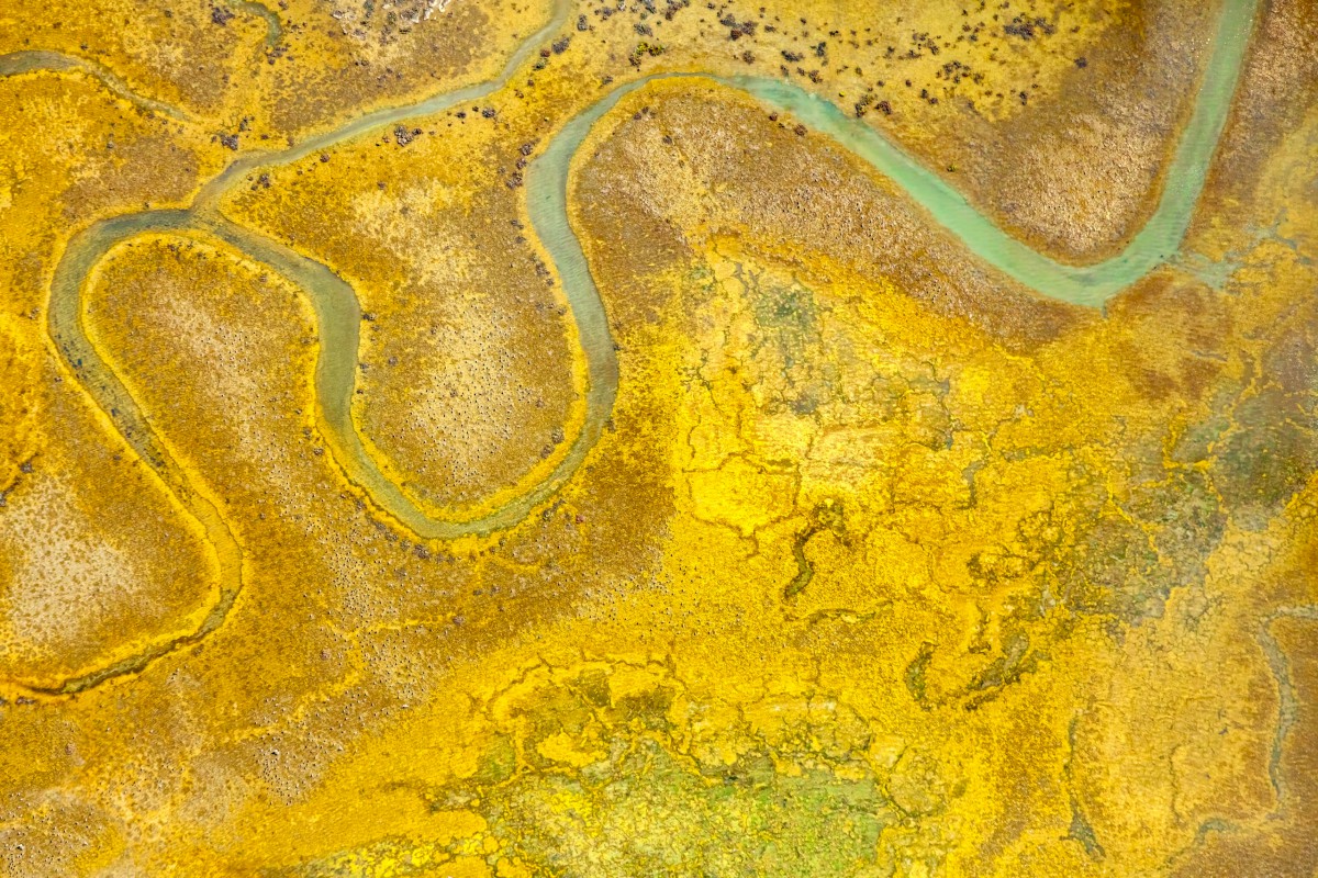 Meandering Through Gold- Algae