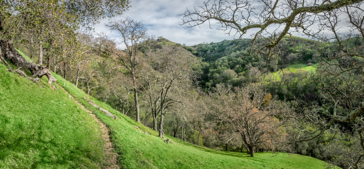 Coal Canyon Trail - Sunol Regional Wilderness - EBPRD