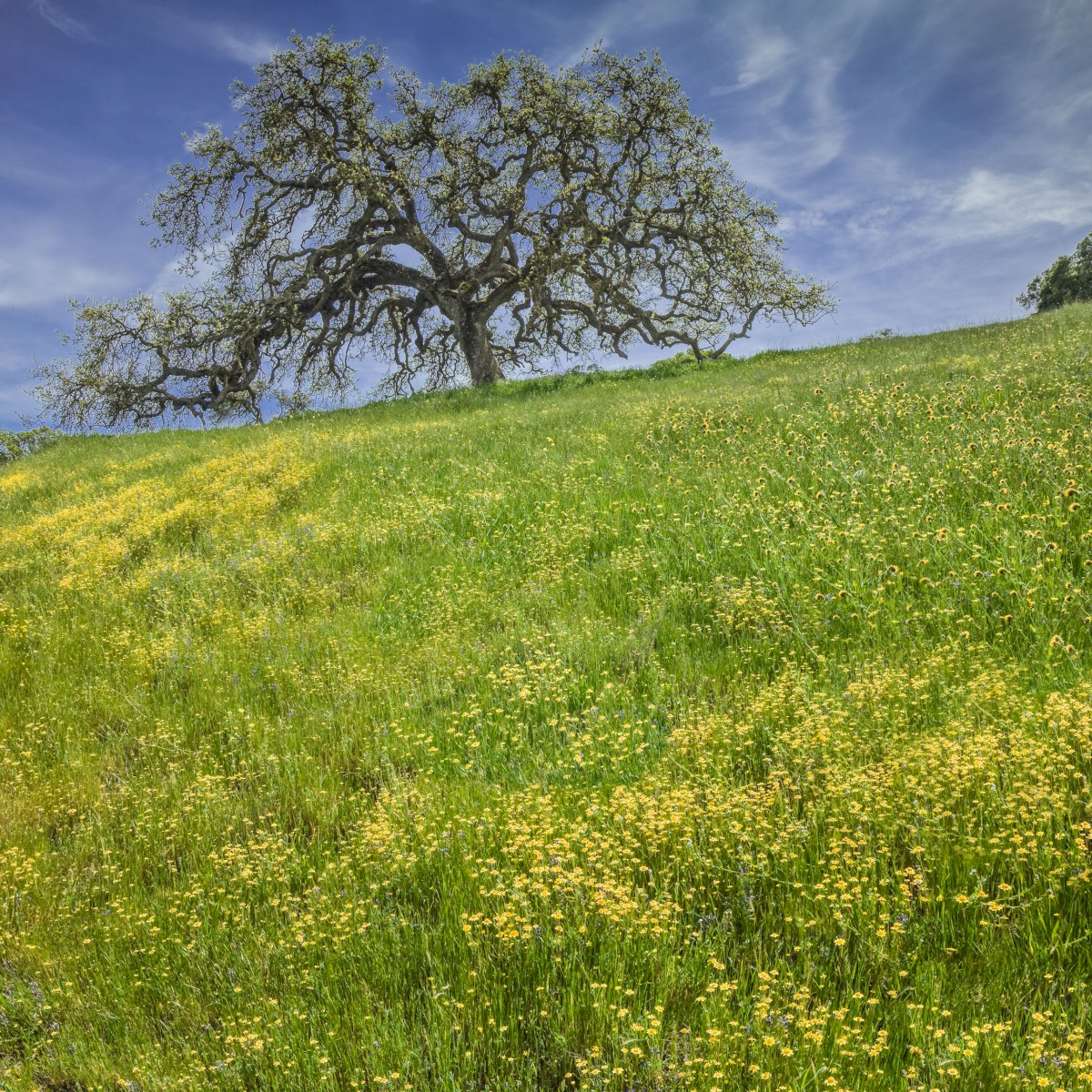 Pacheco Oak - Pachecho State Park - Pachecho Pass