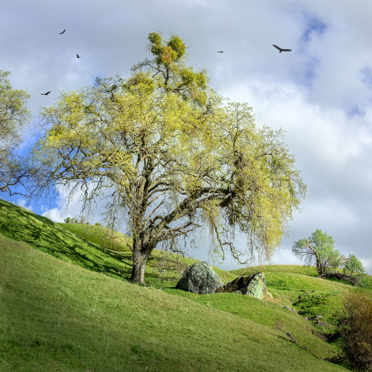 Canyon View Draw - Sunol Regional Wilderness - EBPRD