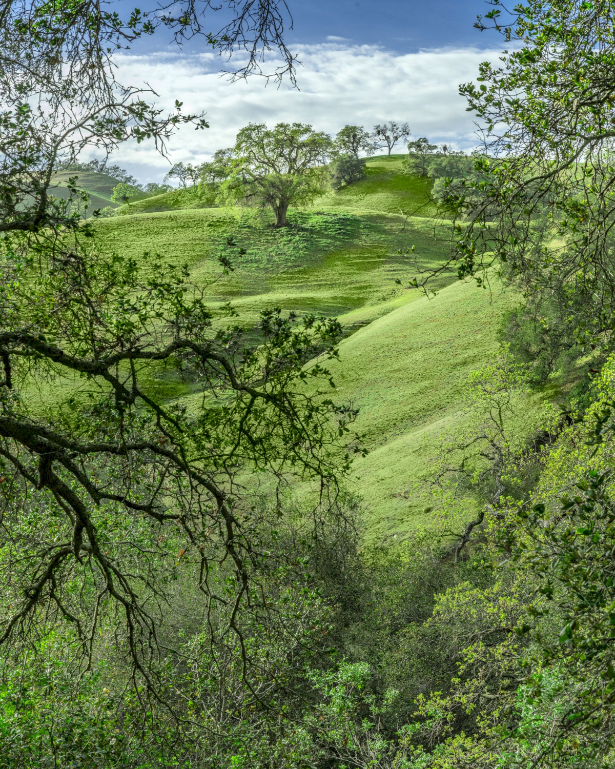 Indian Joe Creek Trail - Sunol Regional Wilderness - EBPRD