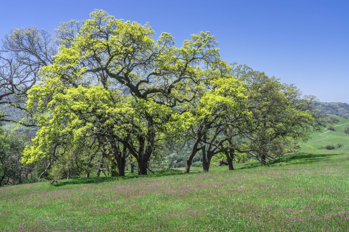 Budding Oaks - Sunol Regional Wilderness - EBPRD