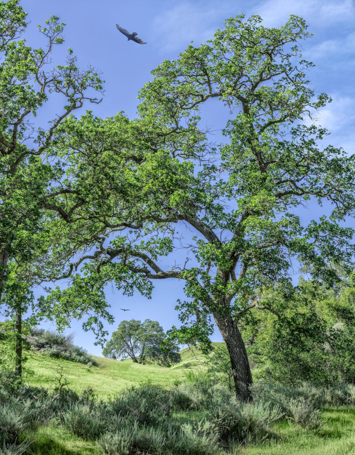Sunol Occluded Oak - Sunol Regional Wilderness - EBPRD