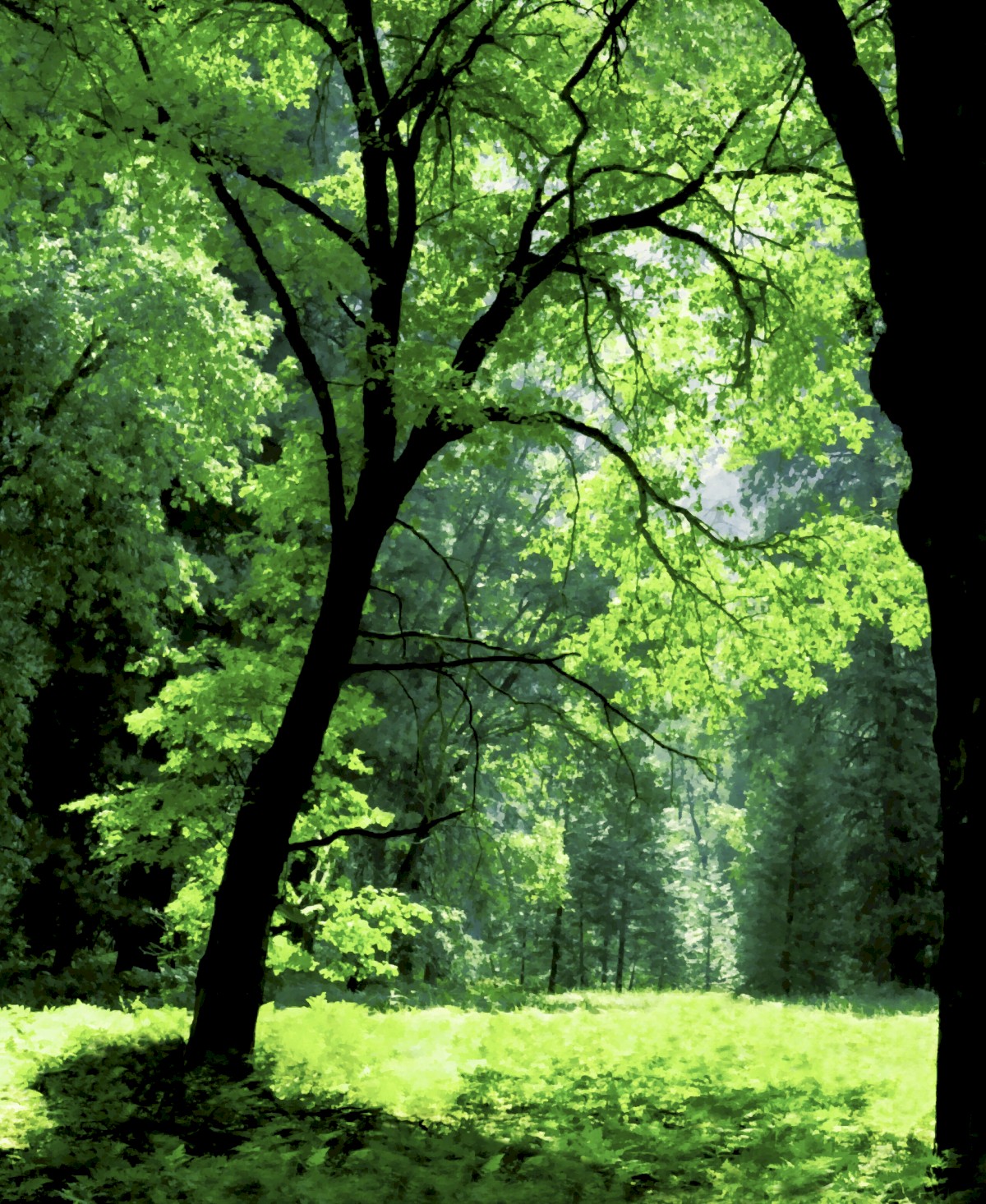 Luminous Tree in Meadow - Yosemite National Park