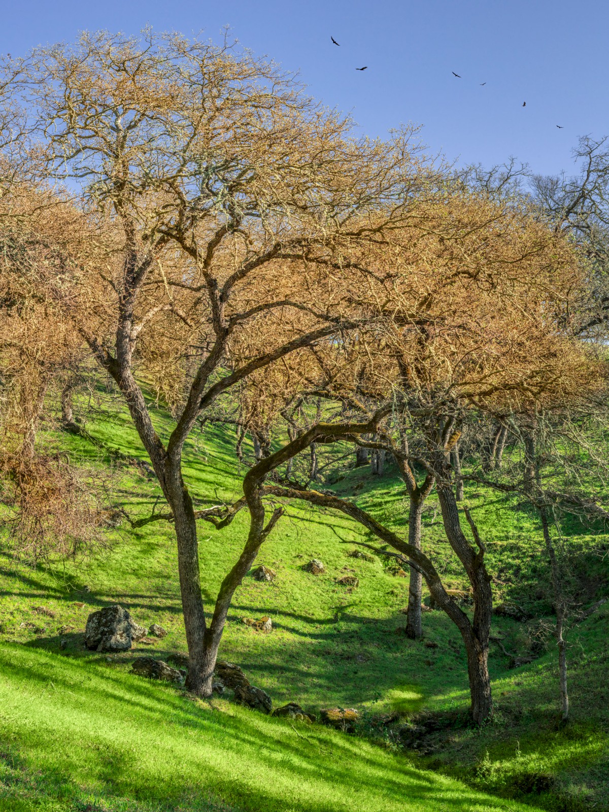 Canyon View Ravine - Sunol Regional Wilderness - EBPRD