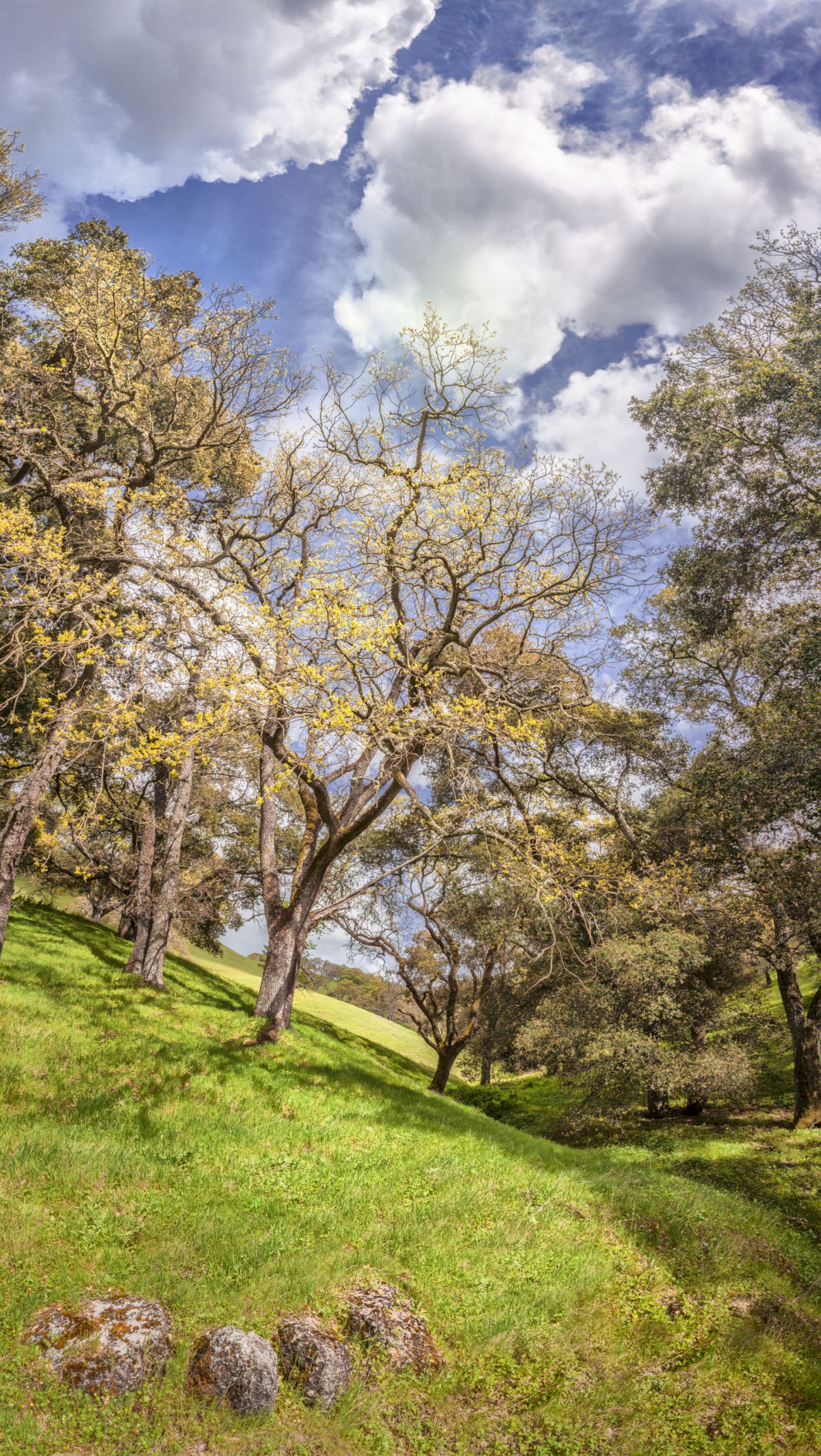 Golden Shoots - Sunol Regional Wilderness - EBPRD