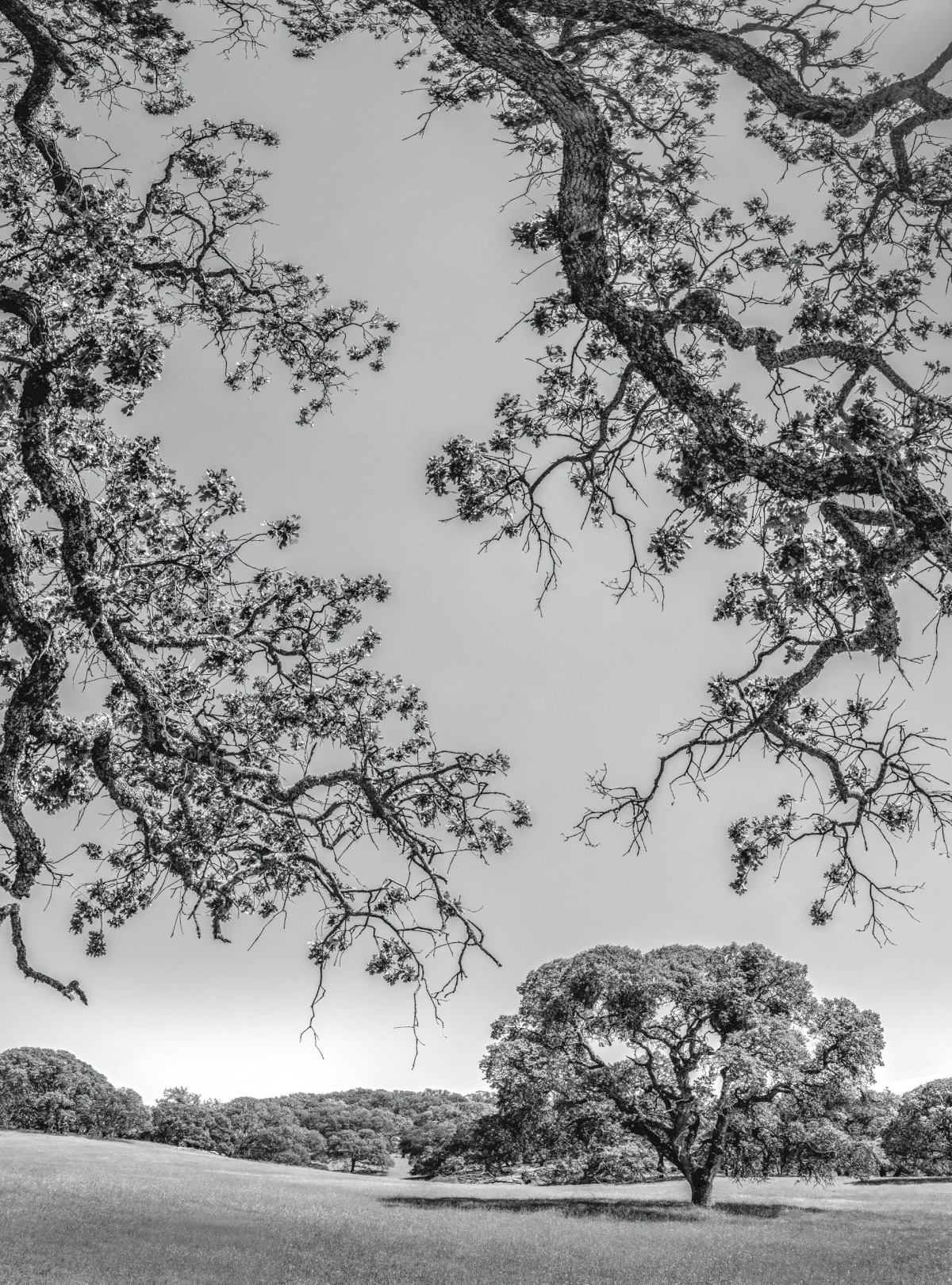 Picnic Meadow Oak - Morgan Territories Regional Park - EBPRD