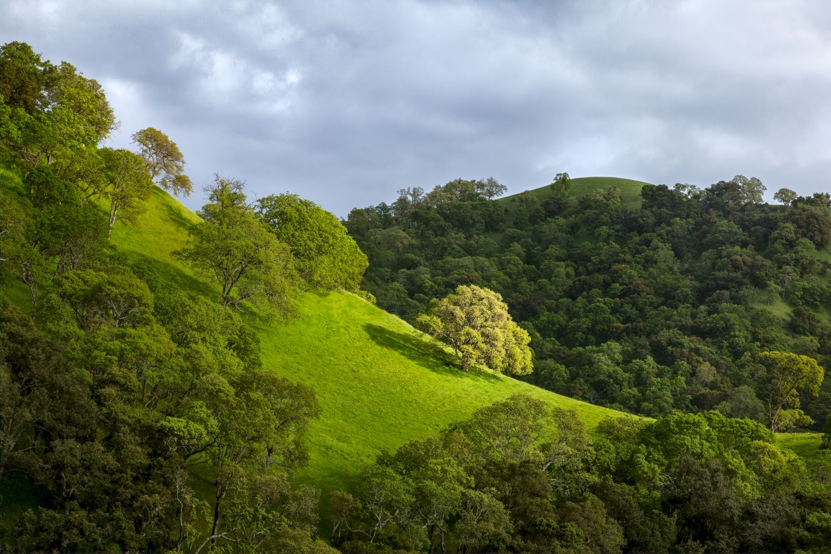 McGuire Oak Point - Sunol Regional Wilderness - EBPRD