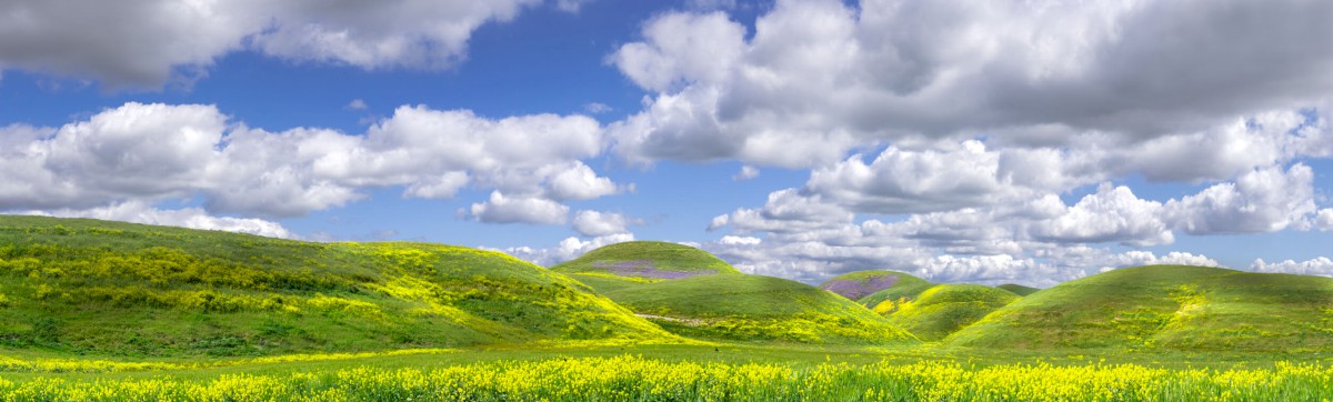 Airline Highway Superbloom