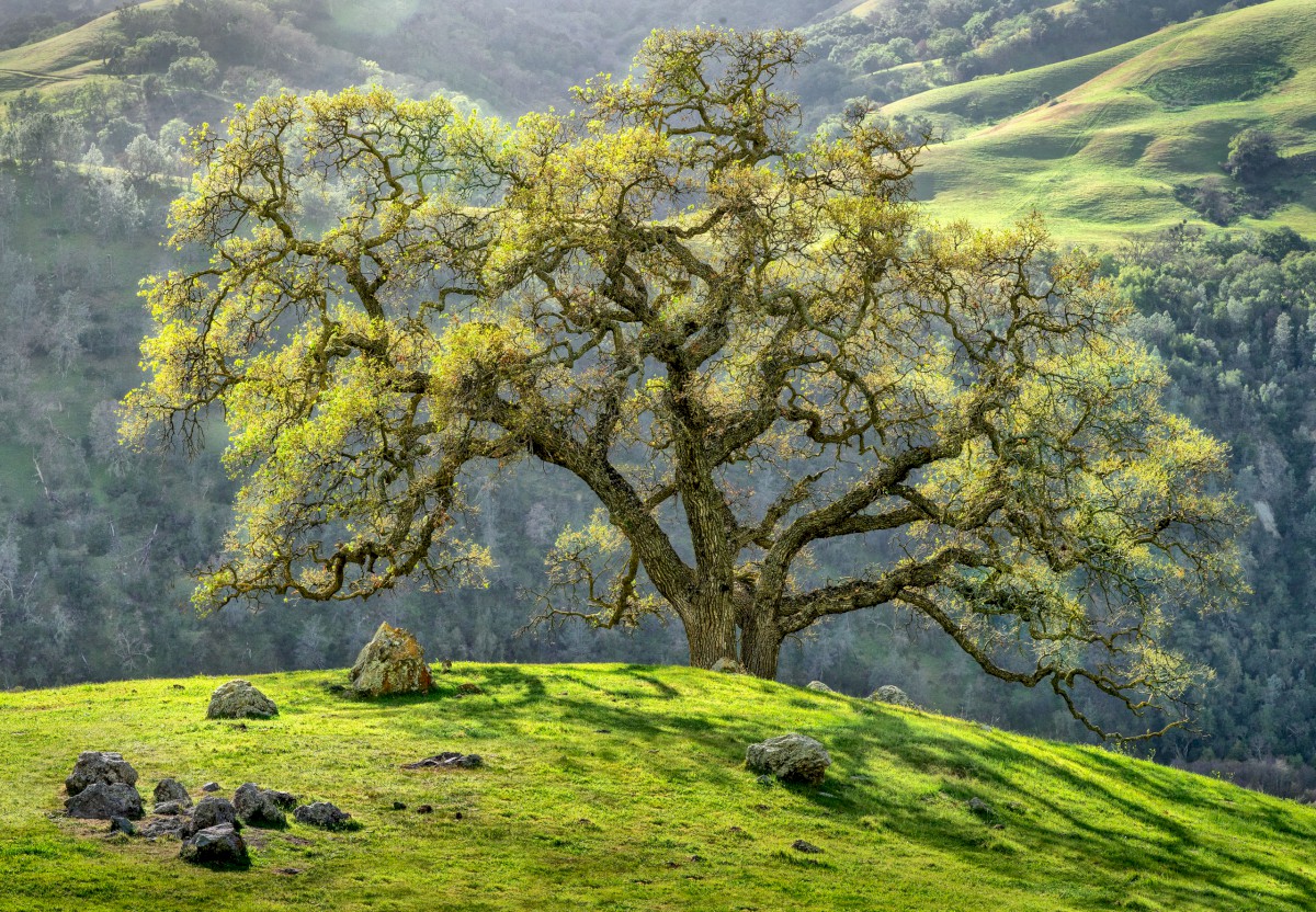 Backlit Oak - Sunol Regional Wilderness - EBPRD
