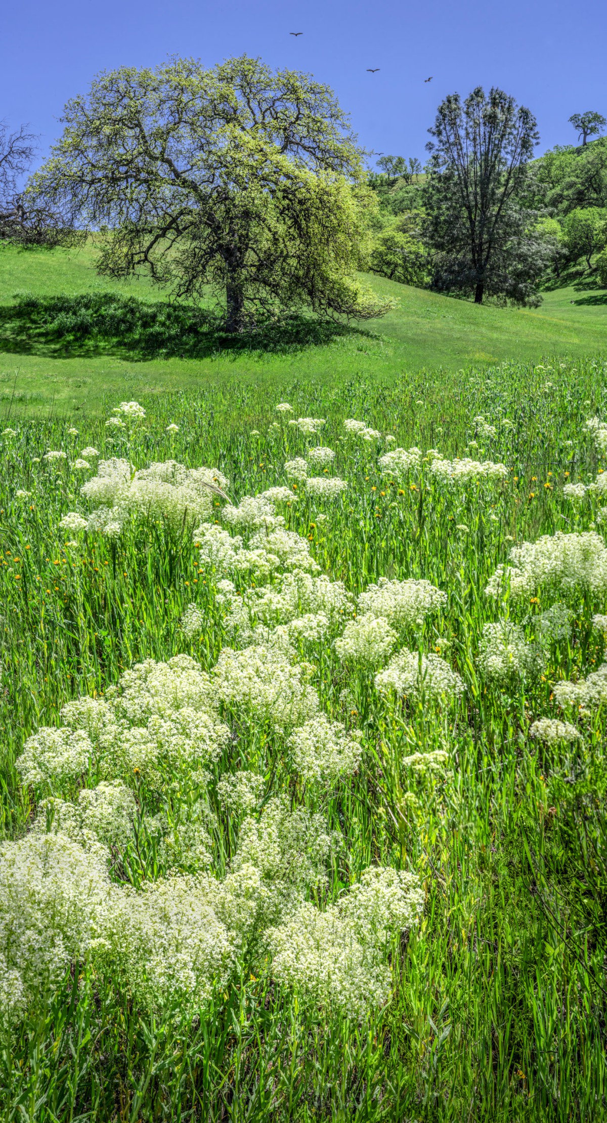 Oak and Lace - CA-25 The Airline Highway