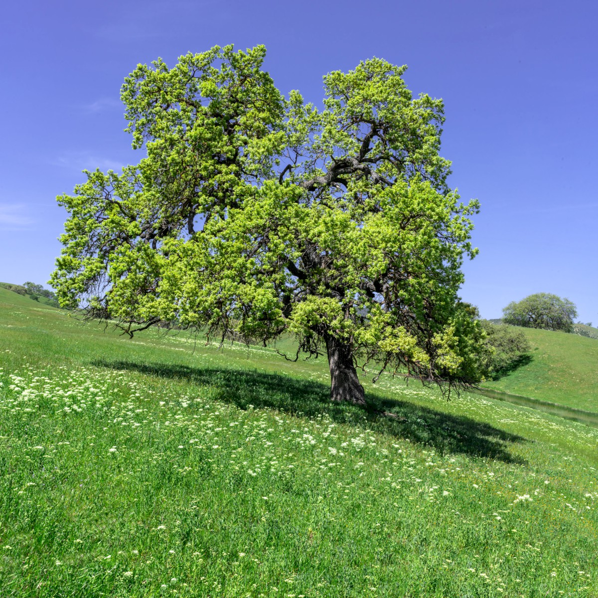 Airline Highway Oak - CA-25 The Airline Highway