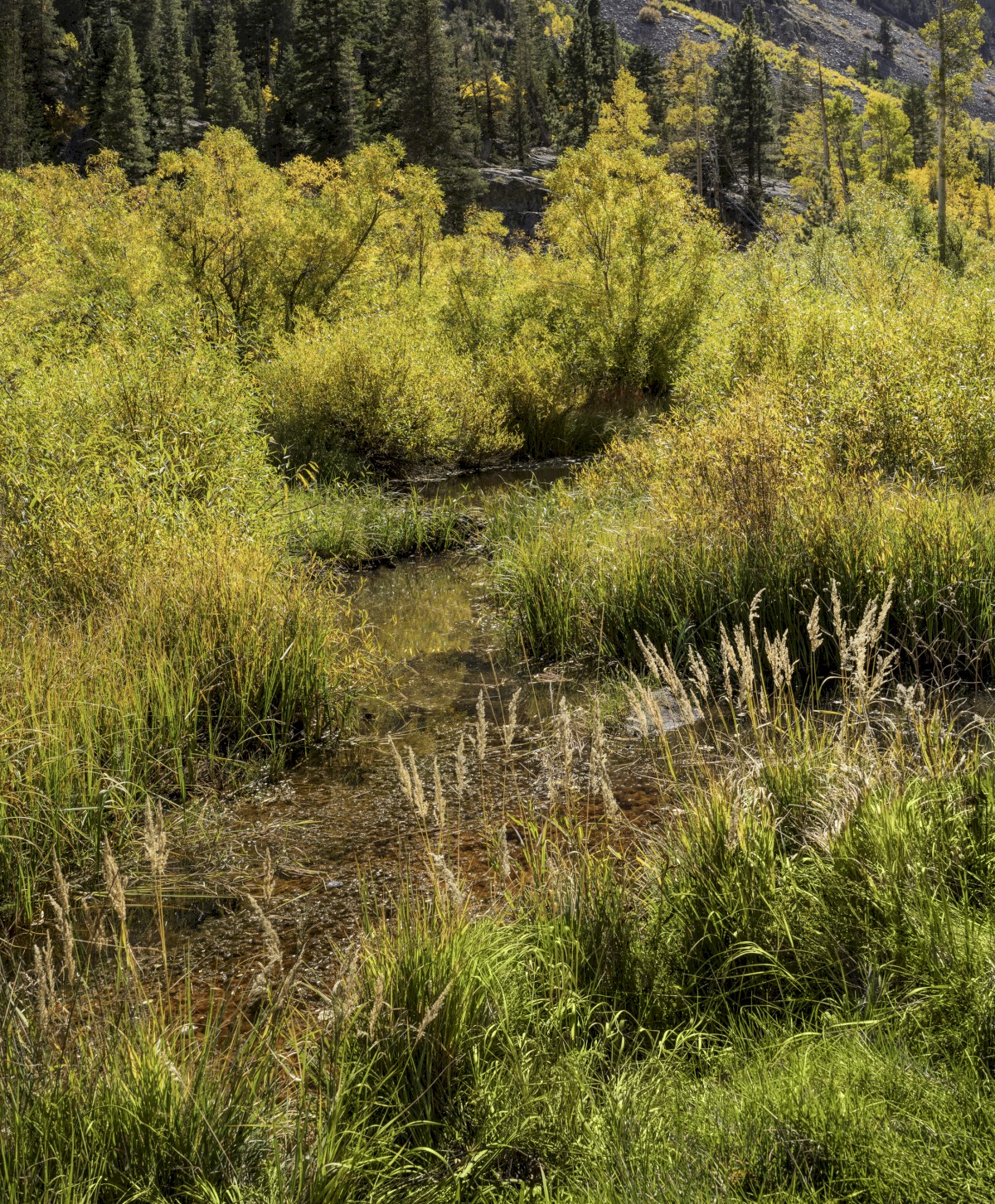 Mill Creek Color - Lundy Lake