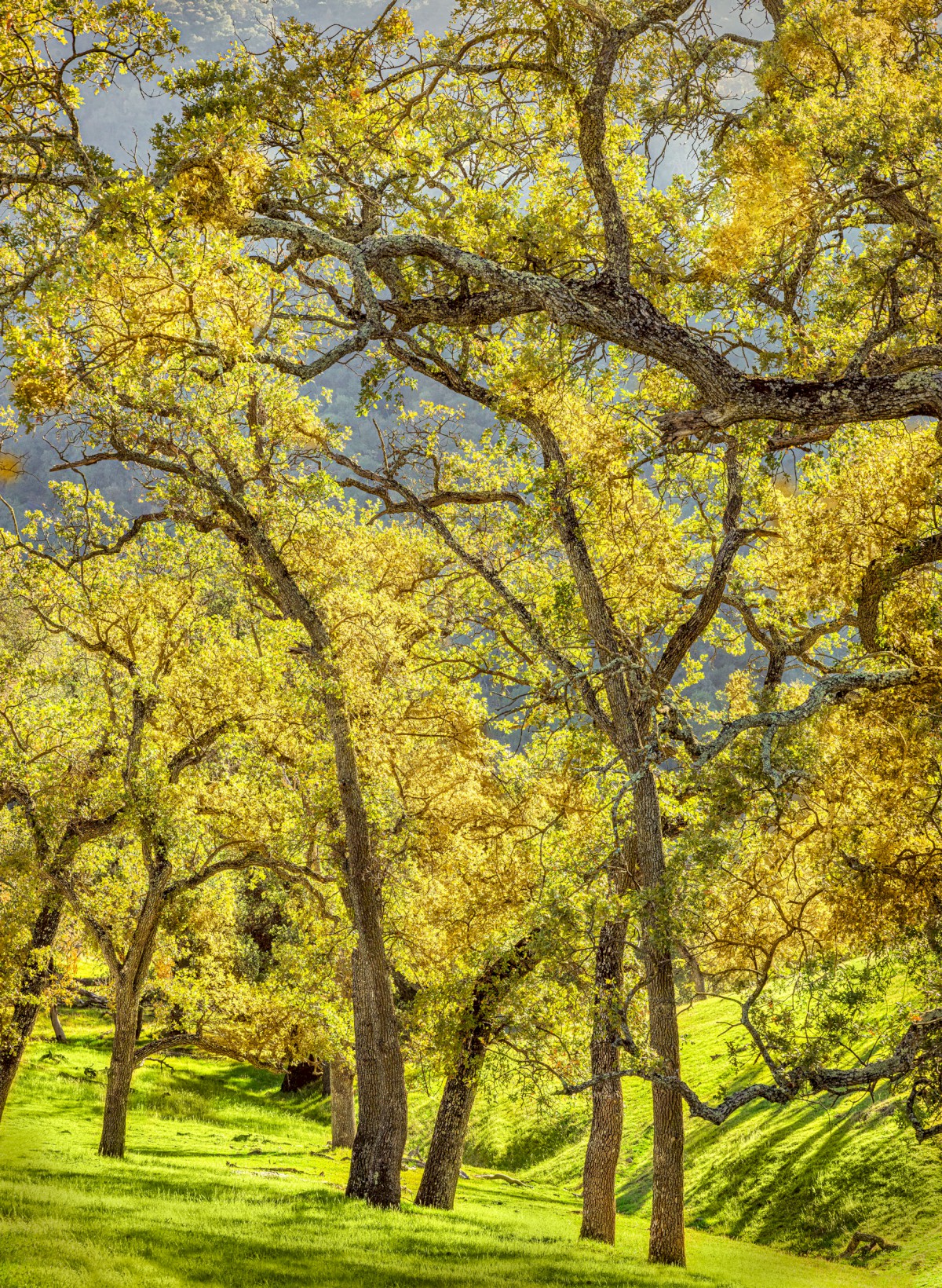 Golden Oaks - Sunol Regional Wilderness - EBPRD
