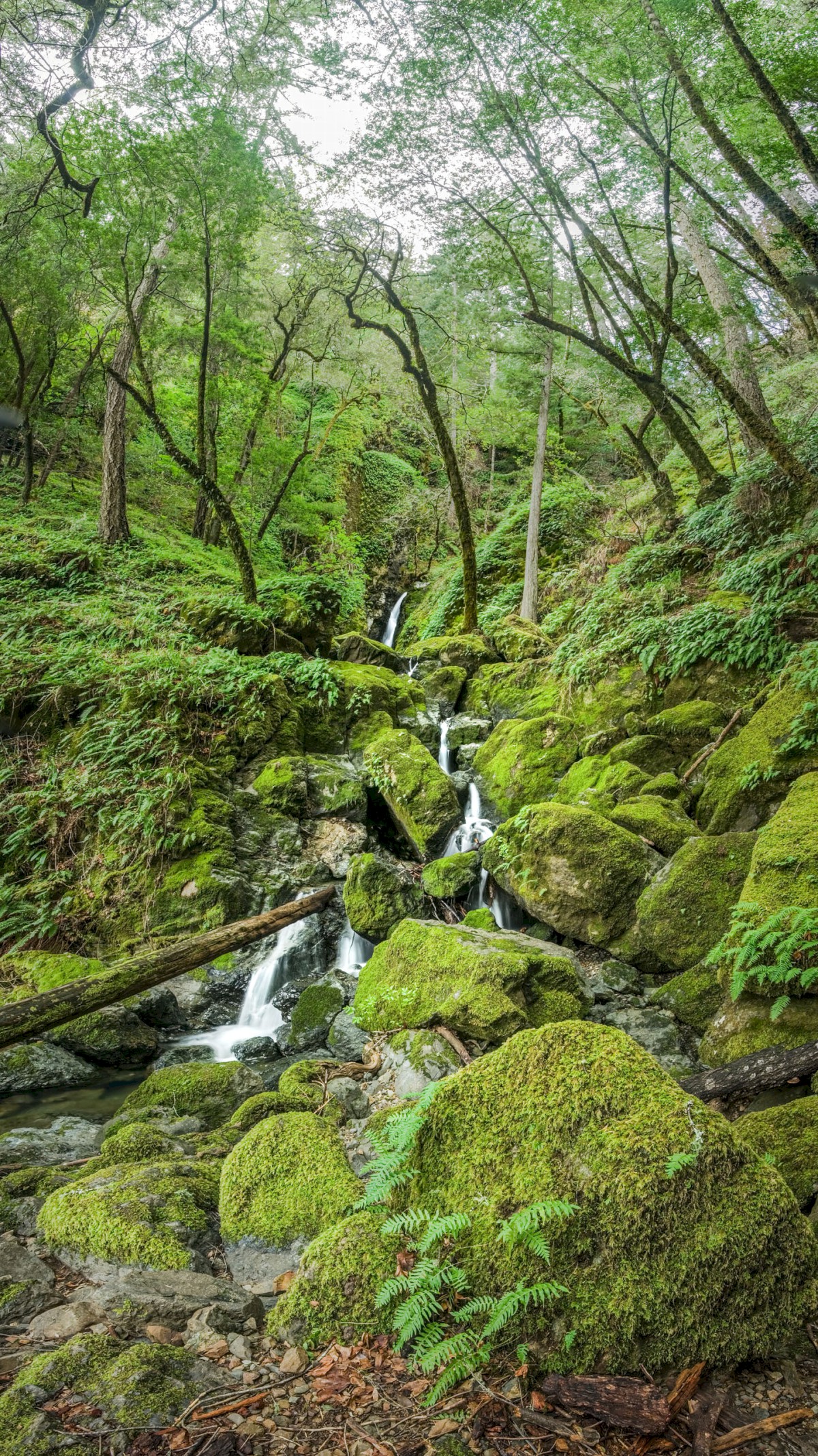Cataracts - Cataracts - Marin County