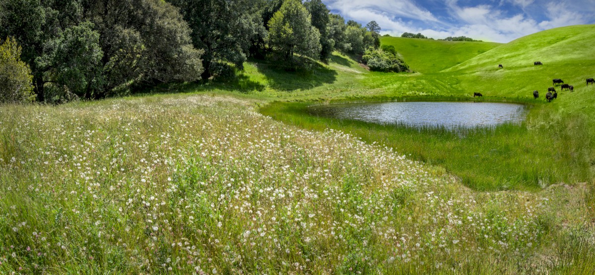 Cow Cafe - Morgan Territories Regional Park - EBPRD