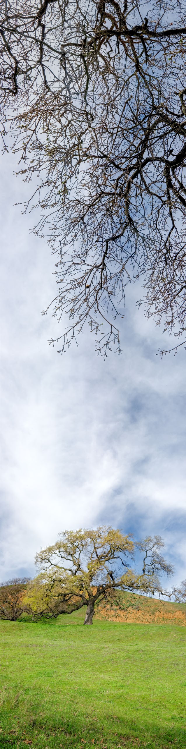 Red Bluff Oak - Private Property