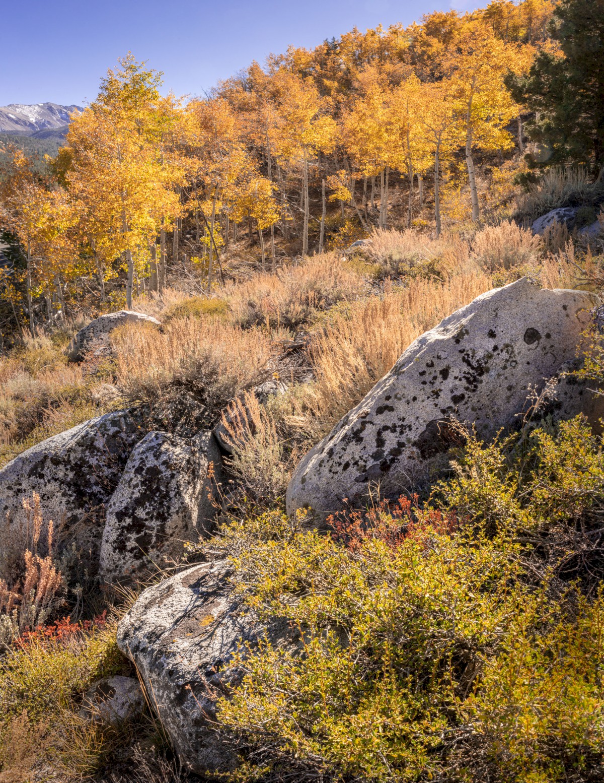 Aspen Grove - Rock Creek - Inyo National Forest
